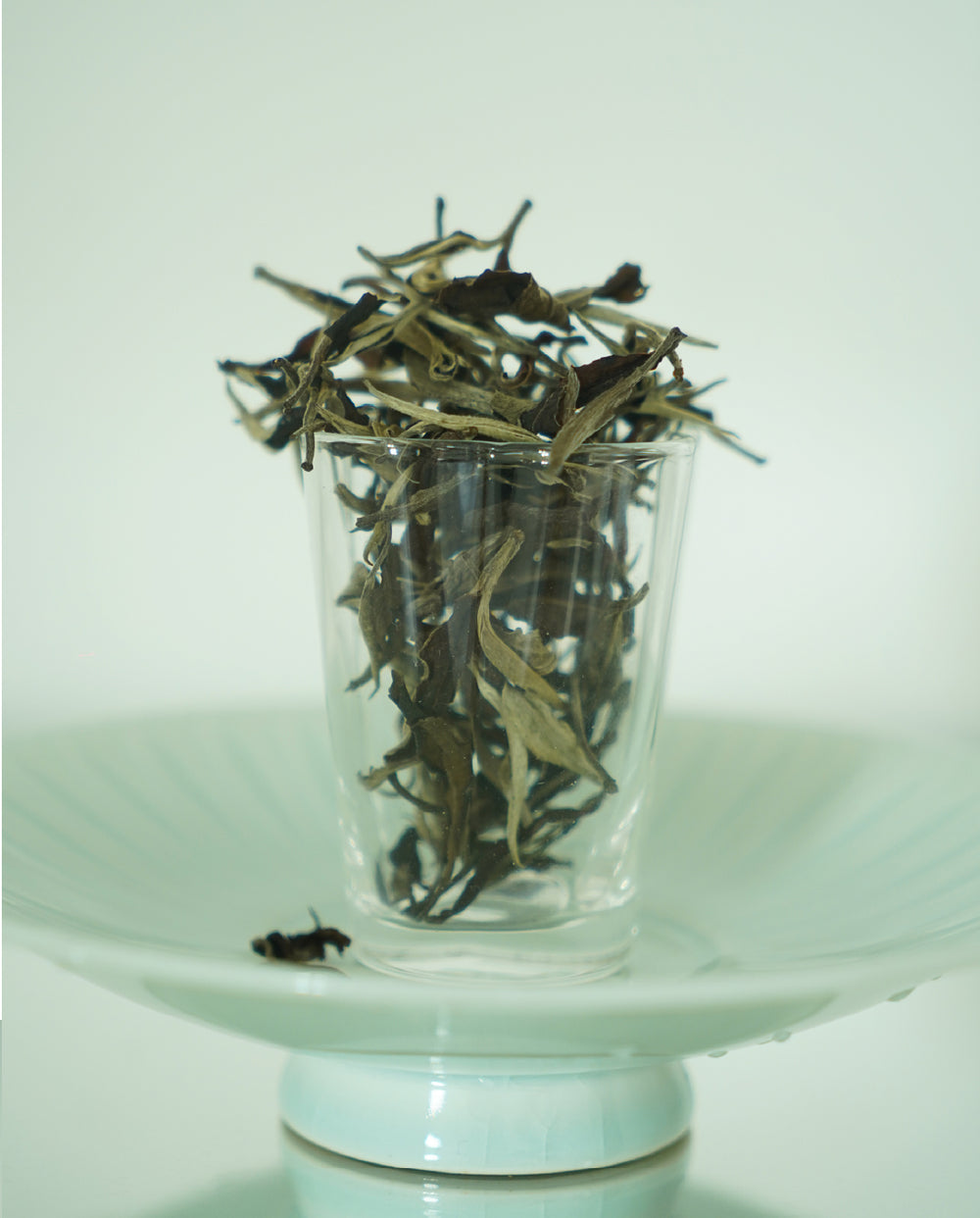 Yunnan White Tea