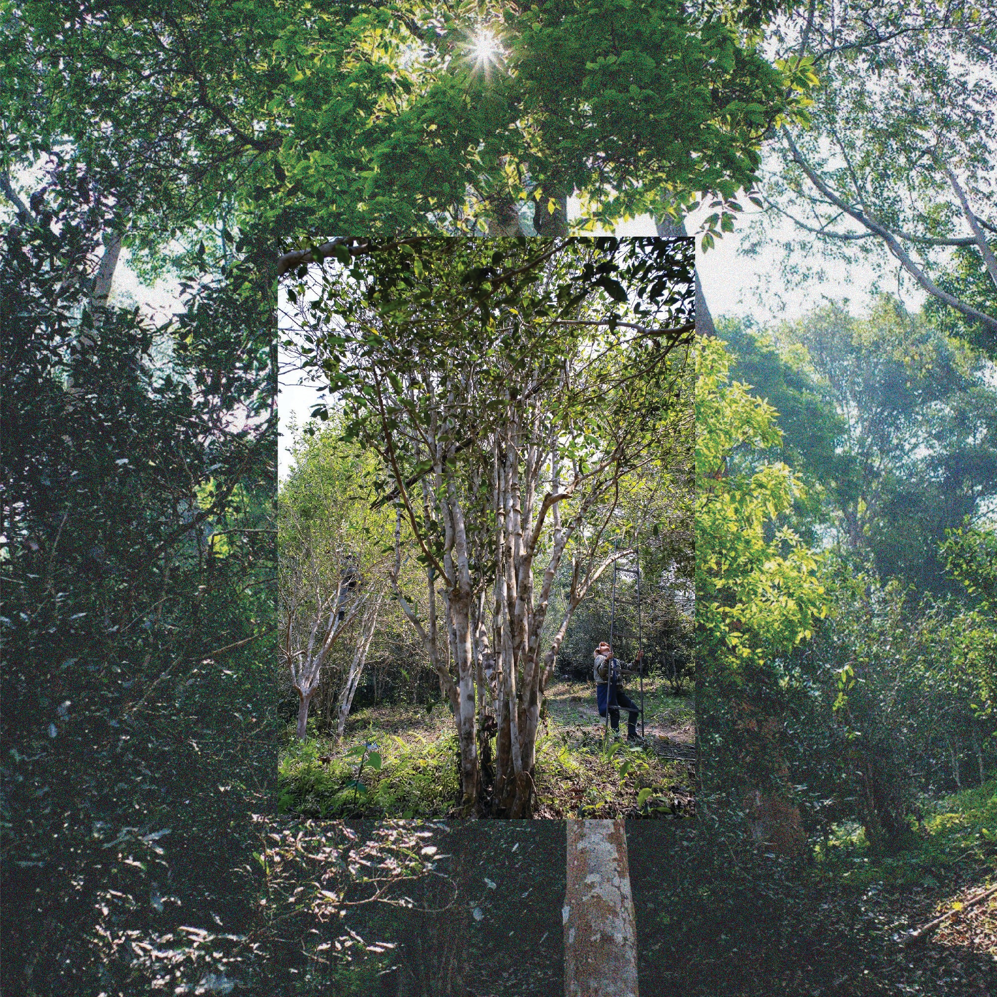 精選古樹生普系列