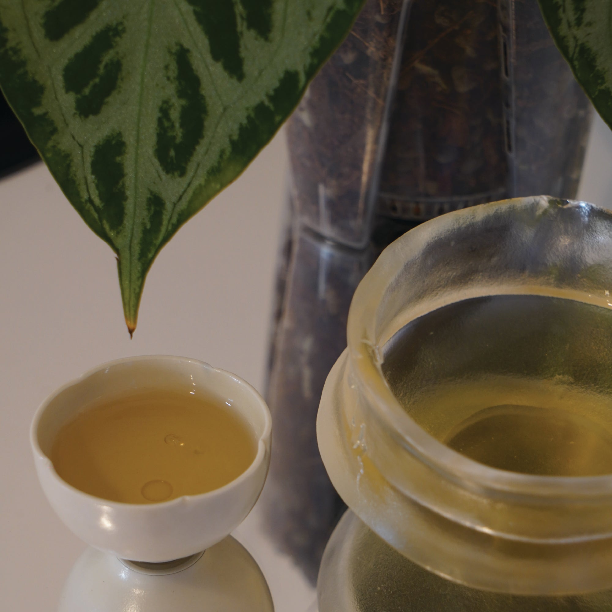 精選古樹白茶系列